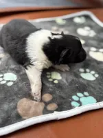 Farrah Male 2 full AKC , a male Shetland Sheepdog for sale in Cullowhee, NC – Photo 4 of 10