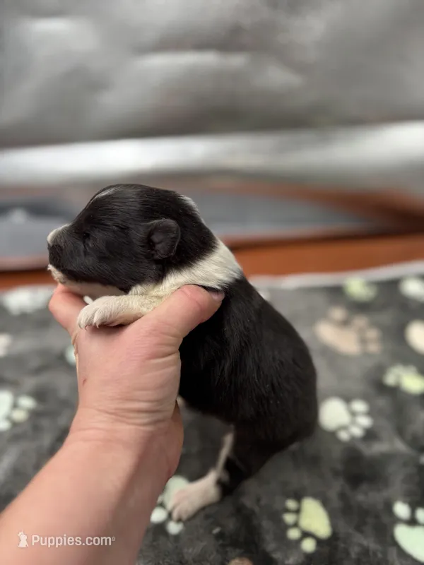 Farrah Male 2 full AKC  – Shetland Sheepdog puppy for sale in Cullowhee, NC