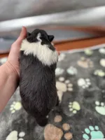 Farrah Male 2 full AKC , a male Shetland Sheepdog for sale in Cullowhee, NC – Photo 8 of 10