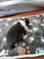 Farrah Male 2 full AKC , a male Shetland Sheepdog for sale in Cullowhee, NC – Photo 6 of 10