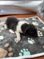 Farrah Male 2 full AKC , a male Shetland Sheepdog for sale in Cullowhee, NC – Photo 5 of 10