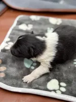 Farrah Male 2 full AKC , a male Shetland Sheepdog for sale in Cullowhee, NC – Photo 7 of 10