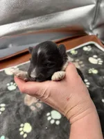 Farrah Male 2 full AKC , a male Shetland Sheepdog for sale in Cullowhee, NC – Photo 10 of 10