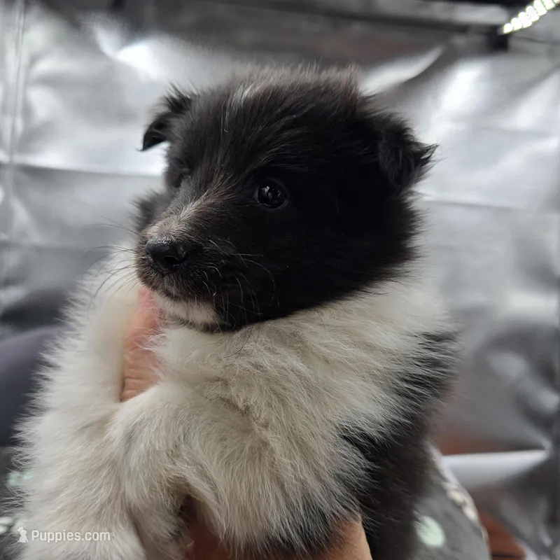 Farrah Male 2 full AKC  – Shetland Sheepdog puppy for sale in Cullowhee, NC