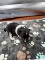 Farrah Male 2 full AKC , a male Shetland Sheepdog for sale in Cullowhee, NC – Photo 2 of 10