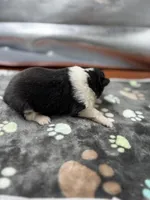 Farrah Male 2 full AKC , a male Shetland Sheepdog for sale in Cullowhee, NC – Photo 9 of 10