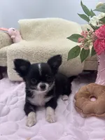 Rosie show prospect , a female Chihuahua for sale in Cullowhee, NC – 10 of 10