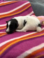 Lucy female full AKC , a female Shetland Sheepdog for sale in Cullowhee, NC – 10 of 10