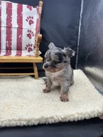 JDs Blue Merle LC Full AKC , a female Chihuahua for sale in Cullowhee, NC – 9 of 10