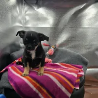 Full AKC Wendy , a female Chihuahua for sale in Cullowhee, NC – 2 of 10
