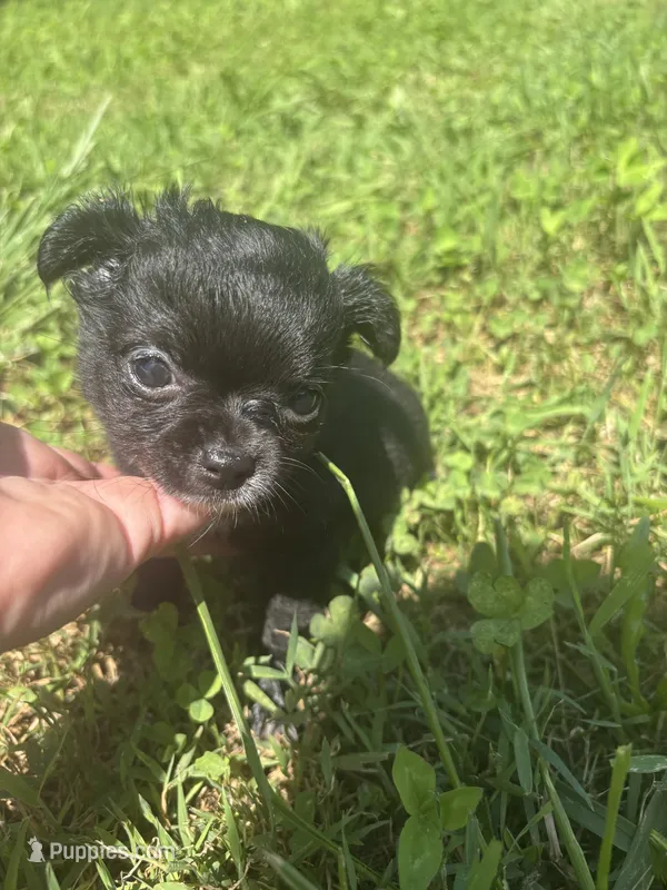 JDs black n white LC female  – Chihuahua puppy for sale in Cullowhee, NC