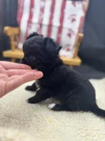 Janice black n white LC female , a female Chihuahua for sale in Cullowhee, NC – 2 of 10