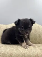 Full AKC Juliette Male # 4 , a male Chihuahua for sale in Cullowhee, NC – 2 of 10