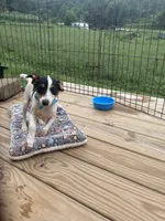 No papers Mini's Male # 4, a male Toy Fox Terrier for sale in Cullowhee, NC – 6 of 8