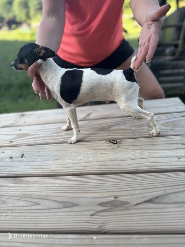 Full AKC Mini's Male #2 – Toy Fox Terrier puppy for sale in Cullowhee, NC