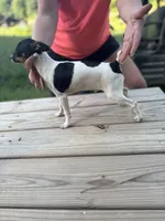 Full AKC Mini's Male #2, a male Toy Fox Terrier for sale in Cullowhee, NC – 1 of 10