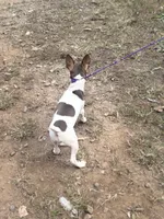Cupcake chocolate male, a male Toy Fox Terrier for sale in Cullowhee, NC – 10 of 10