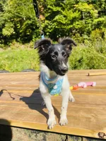 Bruno male AKC, a male Shetland Sheepdog for sale in Cullowhee, NC – 6 of 9