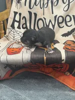 Panda male 1 full AKC , a male Chihuahua for sale in Cullowhee, NC – 9 of 10