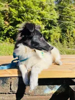 Belles  full AKC , a female Shetland Sheepdog for sale in Cullowhee, NC – 9 of 9