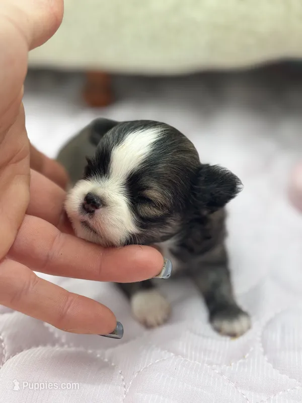 Full AKC Lilly Male – Chihuahua puppy for sale in Cullowhee, NC