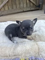 Blue tri full AKC , a female Chihuahua for sale in Cullowhee, NC – 8 of 10