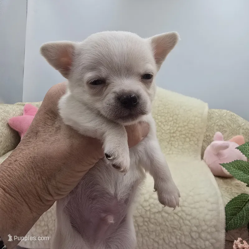 Full AKC Joey Blue eyed hidden merle male – Chihuahua puppy for sale in Cullowhee, NC