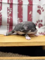 Blue and tan female full AKC , a female Chihuahua for sale in Cullowhee, NC – 9 of 10