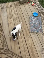 No papers Mini's Male # 4, a male Toy Fox Terrier for sale in Cullowhee, NC – 8 of 8