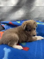 Full AKC Zina M 3, a male Shetland Sheepdog for sale in Cullowhee, NC – 4 of 10