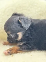 Full AKC teacup Male , a male Chihuahua for sale in Cullowhee, NC – 8 of 10