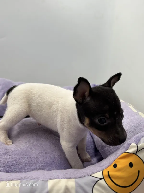 Topanga male 2 full AKC