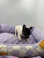 processed/16dbfd18-c7ab-4292-a994-64ff92b9ab60/listing/0defe441-bf51-4d23-8ac5-c118ee5ed721/96e3972c-f983-4fe3-8798-979b2d29a638