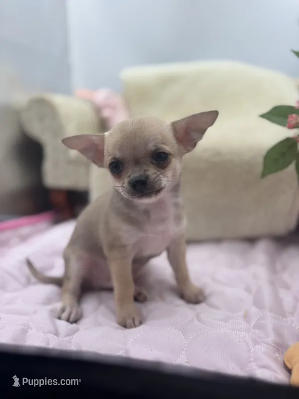 Full AKC Summer Male 1 – Chihuahua puppy for sale in Cullowhee, NC