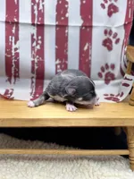 Blue and tan female full AKC , a female Chihuahua for sale in Cullowhee, NC – 3 of 10
