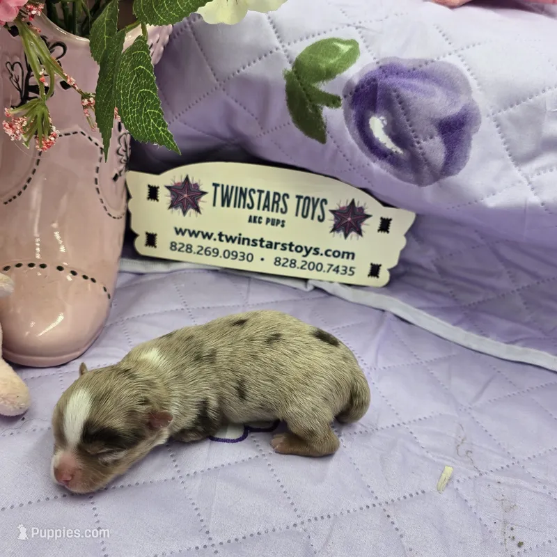 Full Akc Charlotte's chocolate merle male – Chihuahua puppy for sale in Cullowhee, NC