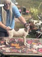 Cupcake chocolate male, a male Toy Fox Terrier for sale in Cullowhee, NC – 9 of 10