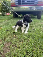 Lucy male black and white full AKC , a male Shetland Sheepdog for sale in Cullowhee, NC – 5 of 10