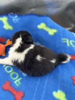 Lucy male black and white full AKC , a male Shetland Sheepdog for sale in Cullowhee, NC – 8 of 10