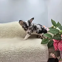 Selina female full AKC , a female Chihuahua for sale in Cullowhee, NC – 5 of 10