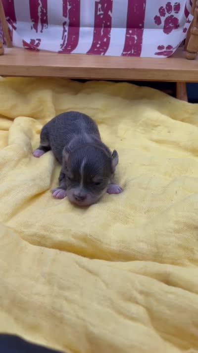 Freyas female full AKC , a female Chihuahua for sale in Cullowhee, NC – 9 of 9