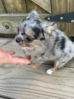 Jewels , a female Chihuahua for sale in Cullowhee, NC – 9 of 10
