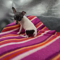 Tinkers Tiny Tim, a male Toy Fox Terrier for sale in Cullowhee, NC – 10 of 10