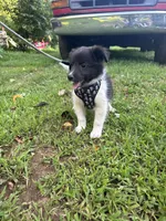 Lucy male black and white full AKC , a male Shetland Sheepdog for sale in Cullowhee, NC – 6 of 10