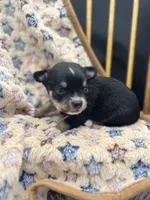  tri male long coat AKC , a male Chihuahua for sale in Cullowhee, NC – 3 of 10