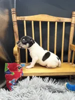 Topanga Male 1 , a male Toy Fox Terrier for sale in Cullowhee, NC – 4 of 10