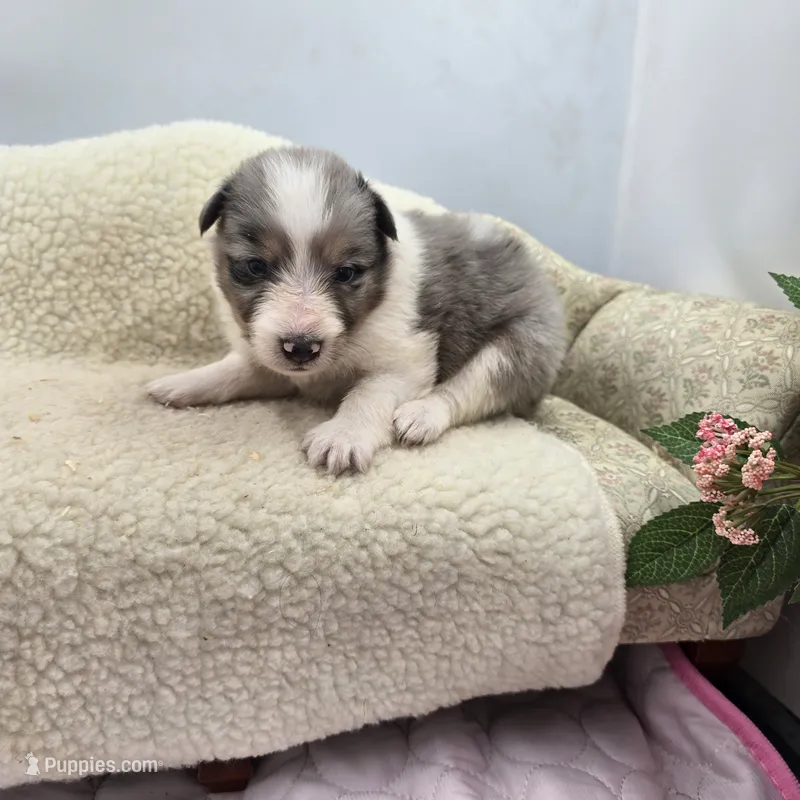 Full AKC Zina F 2 – Shetland Sheepdog puppy for sale in Cullowhee, NC