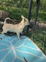 Full AKC Summer Male 1, a male Chihuahua for sale in Cullowhee, NC – 9 of 9