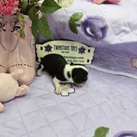 Full Akc Prim's chocolate girl, a female Chihuahua for sale in Cullowhee, NC – 6 of 10