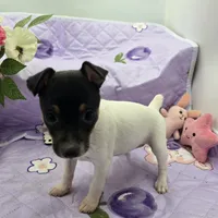 Minnie's sweet girl full Akc, a female Toy Fox Terrier for sale in Cullowhee, NC – 6 of 8